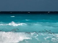 New horizon  Seagulls flying just above the waves : Seagulls, gulls, Cancun, Mexico, Caribbean, sea, ocean, wave, blue, horizon